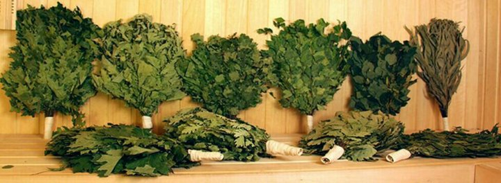 Виды банных веников: берёзовый, дубовый, эвкалиптовый, можжевеловый и другие Виды банных веников: берёзовый, дубовый, эвкалиптовый, можжевеловый и другие